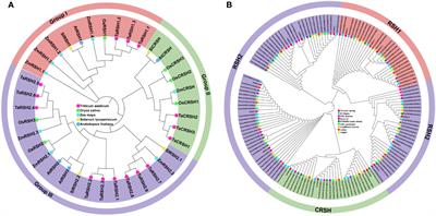 Identification, characterization and expression analysis of wheat RSH family genes under abiotic stress